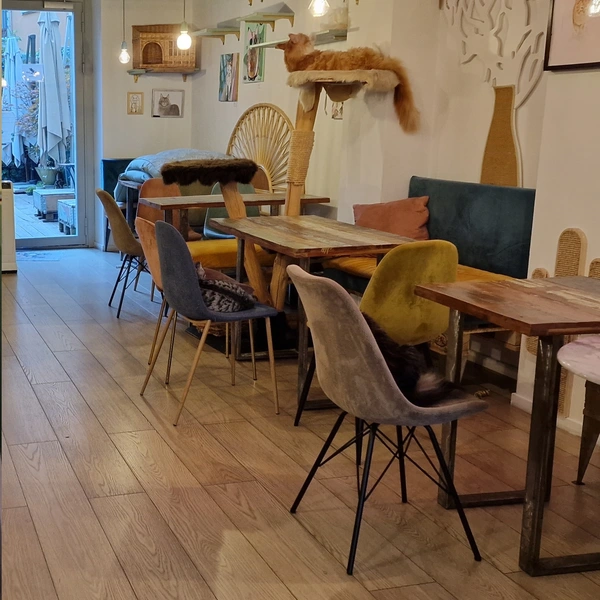 Das Zürcher Katzencafé.