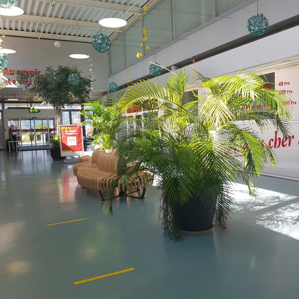 Antzère, Surface promotionelle